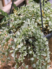 Dischidia Ruscifolia Variegata | Variegated Million Hearts