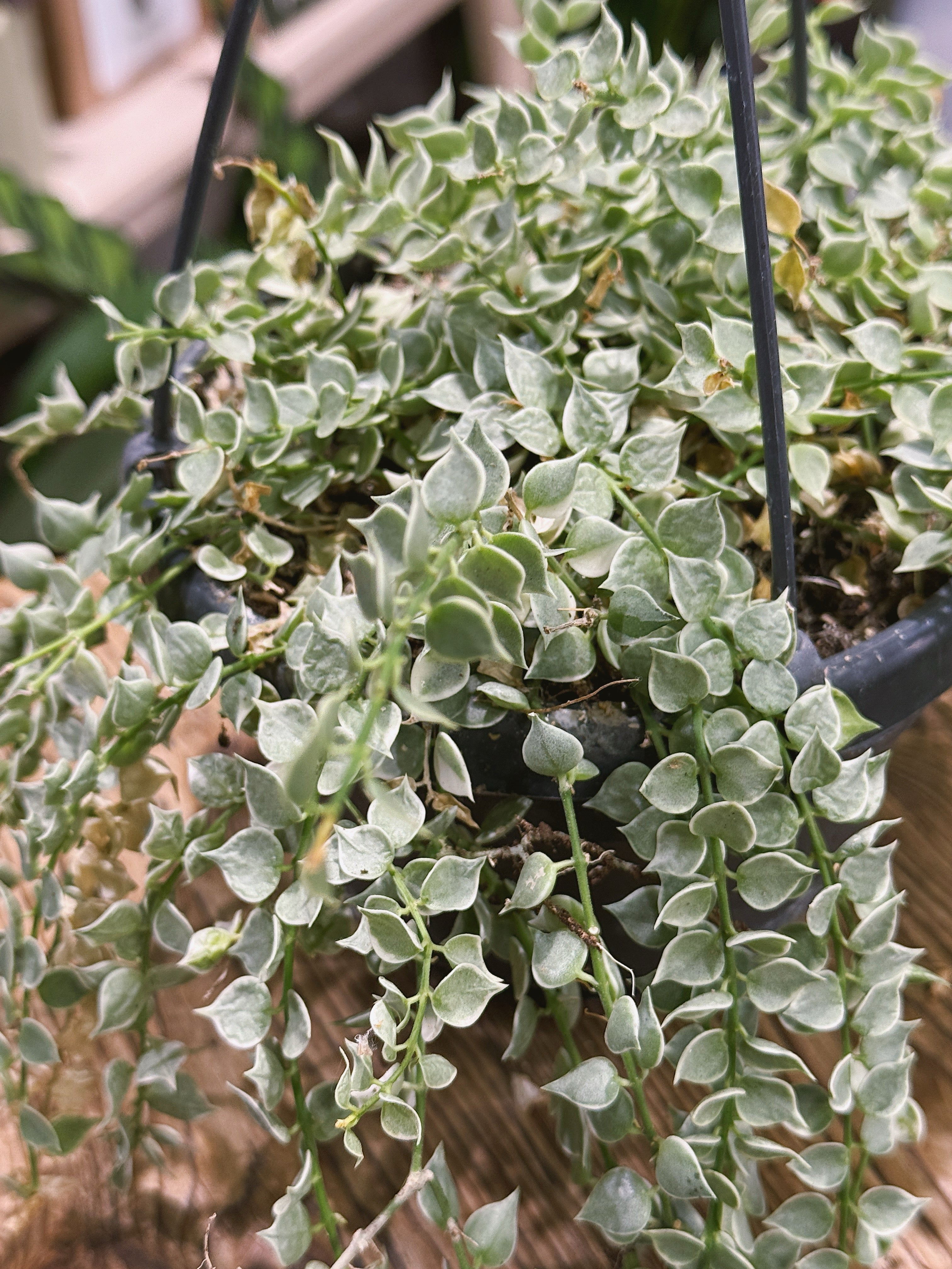 Dischidia Ruscifolia Variegata | Variegated Million Hearts