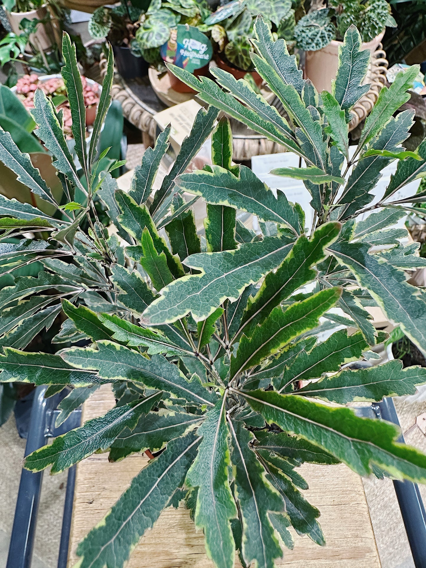 Dizygotheca el. Bianca | False Aralia