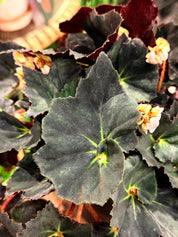 Begonia 'Black Fang'