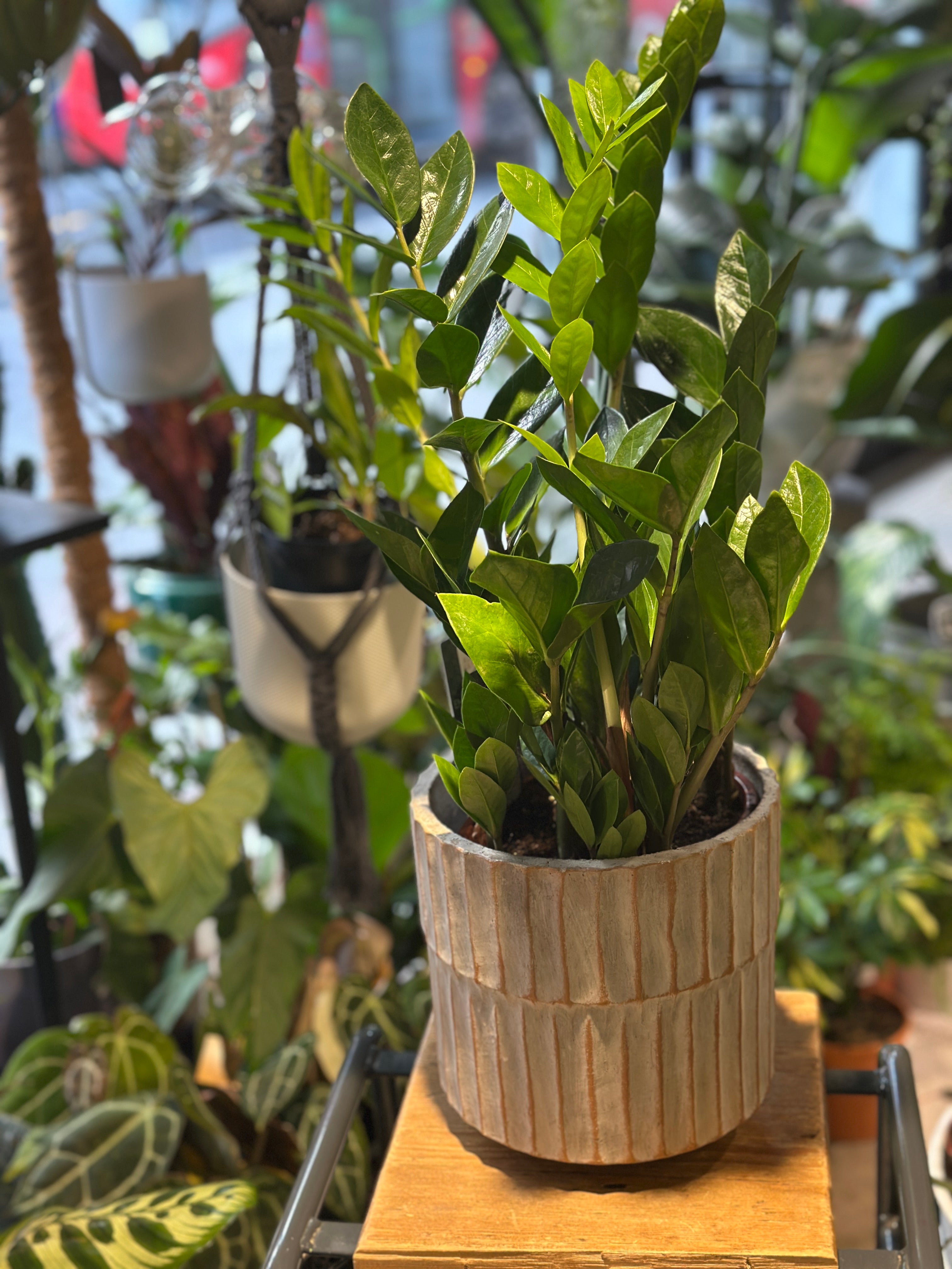 ZZ Plant | Zamioculcas Zamiifolia