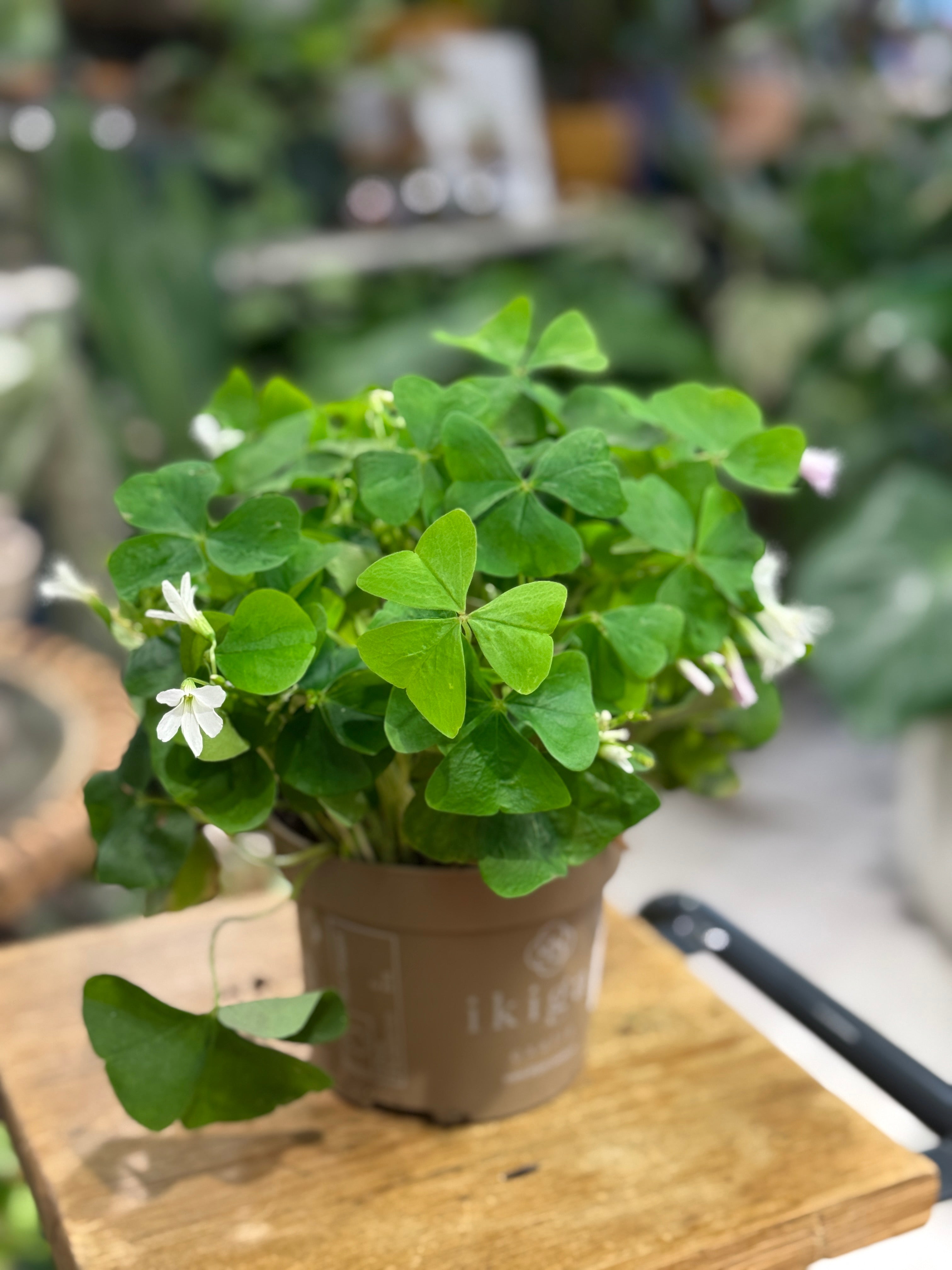 Oxalis triangularis papilionacea (Green Leaf) | False Shamrock