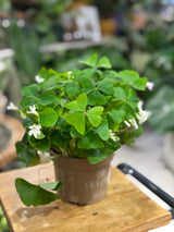 Oxalis triangularis papilionacea (Green Leaf) | False Shamrock