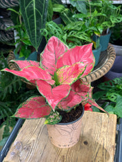 Chinese Evergreen | Aglaonema 'Beauty Red'