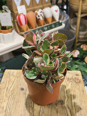 Variegated Kalanchoe | Kalanchoe 'Variegata Multicolor', scalloped leaves in cream, green and pink