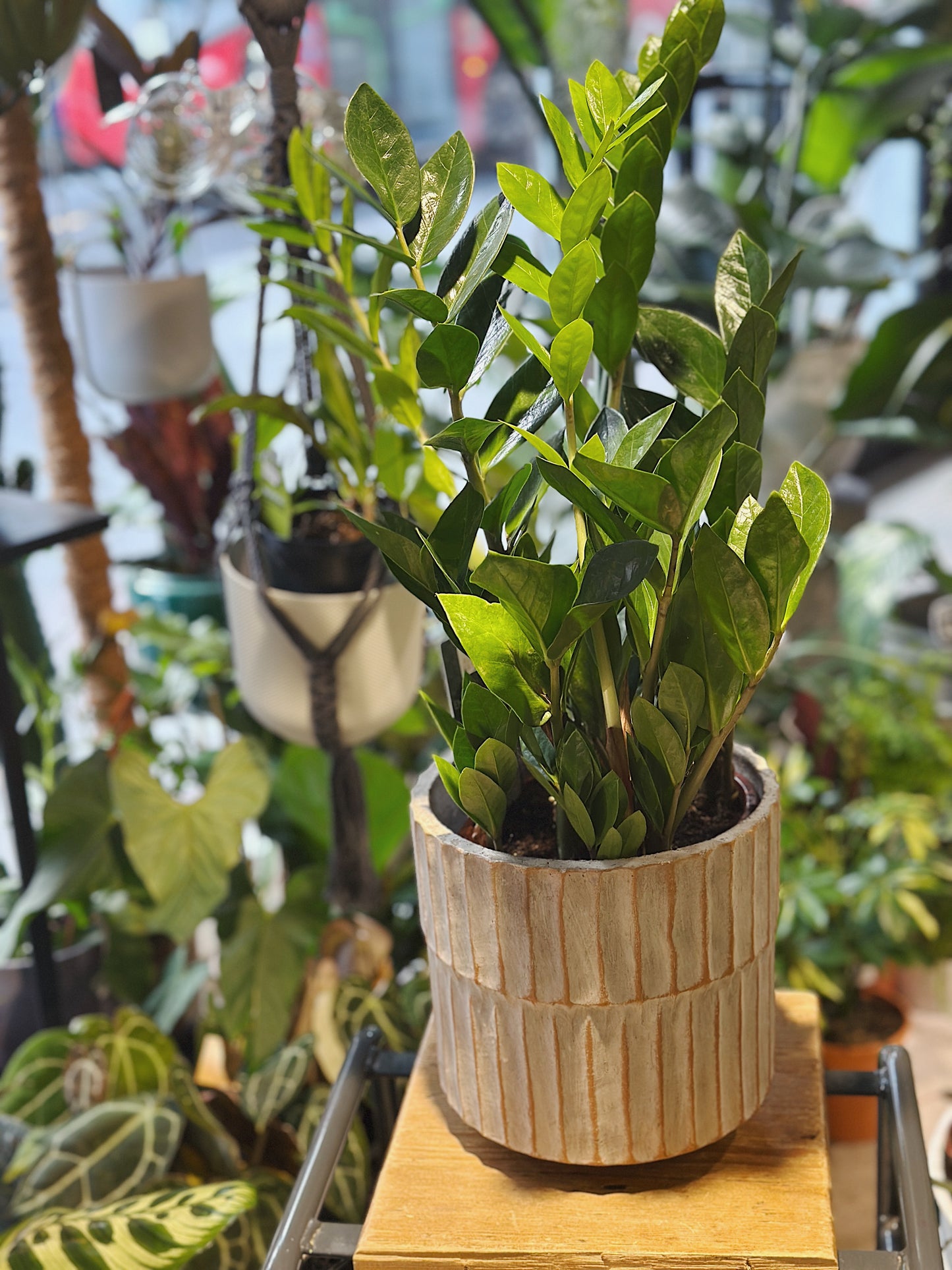 Zamioculcas Zamiifolia | ZZ Plant