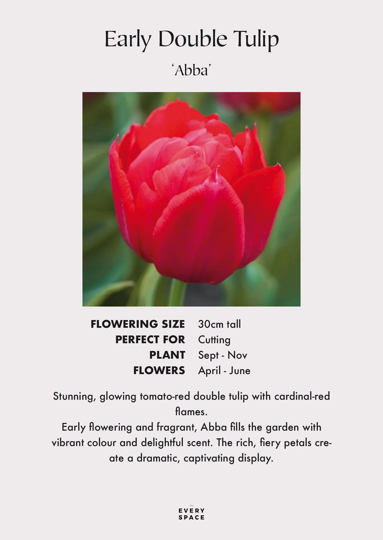 Tulip Bulbs | 'Abba'