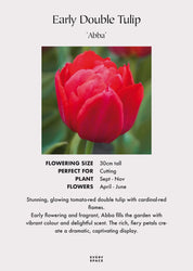 Tulip Bulbs | 'Abba'