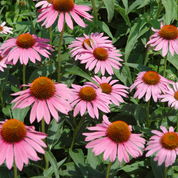 Echinacea Starlight Seeds