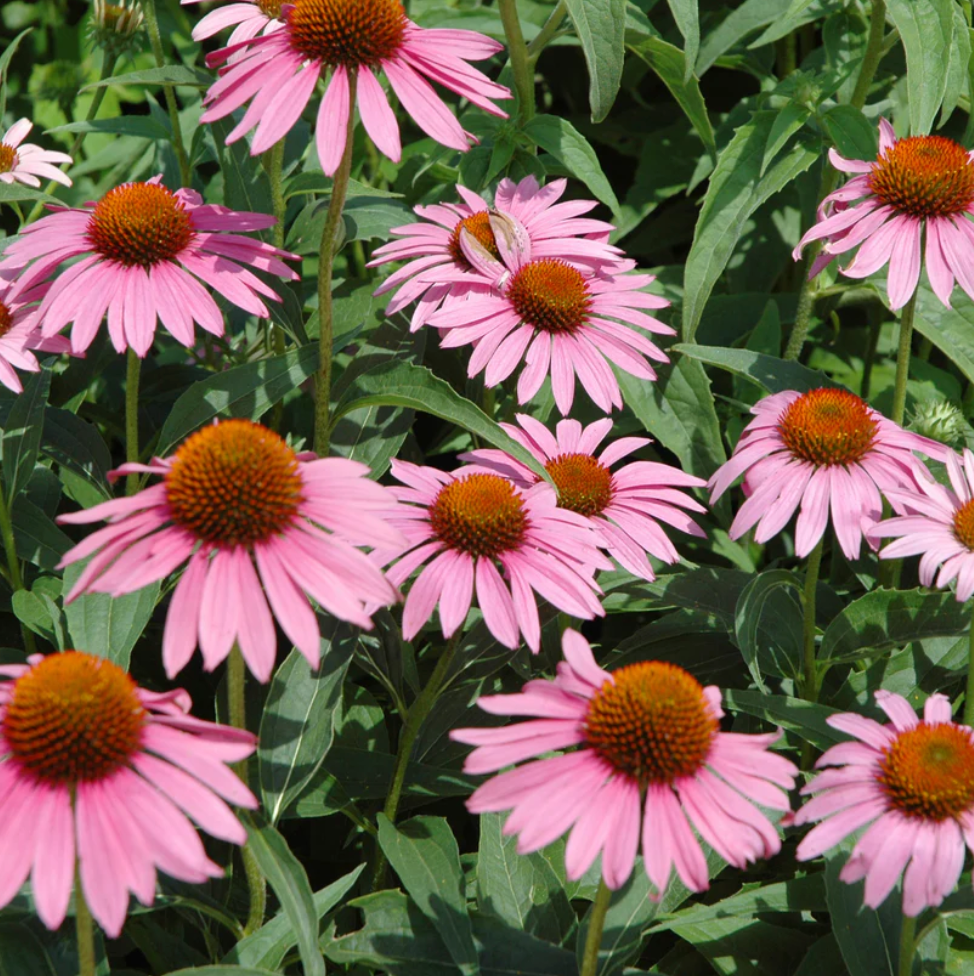 Echinacea Starlight Seeds