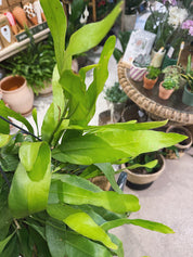 Orchid Cactus | Epiphyllum pumilum, a trailing jungle cactus with fragrant night-blooming flowers