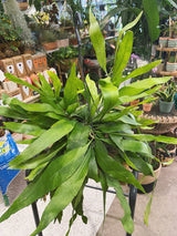 Orchid Cactus | Epiphyllum pumilum, a trailing jungle cactus with fragrant night-blooming flowers