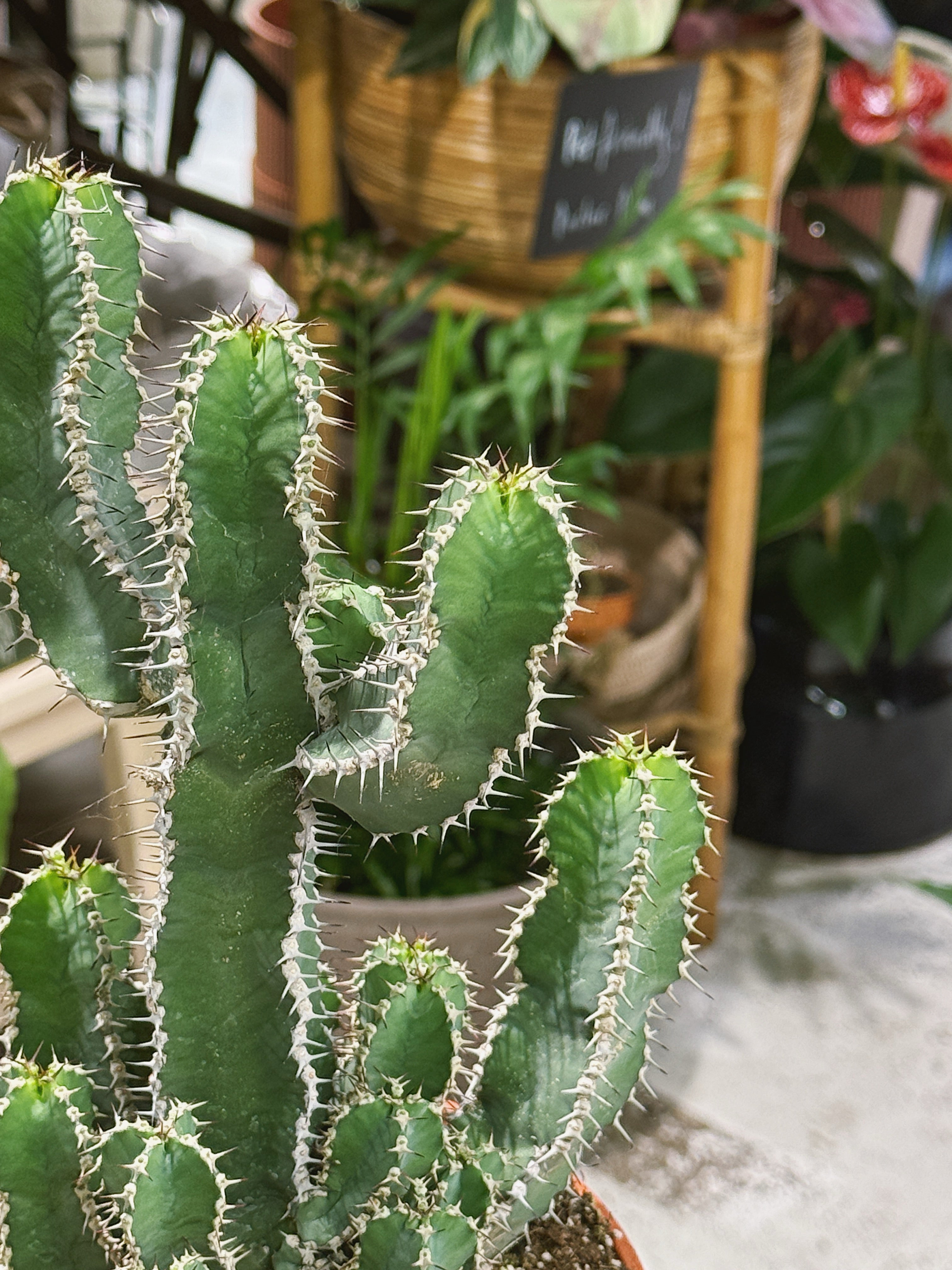 Euphorbia polyacantha | a sculptural, spine-ribbed succulent with candelabra branches