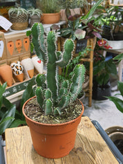 Euphorbia polyacantha | a sculptural, spine-ribbed succulent with candelabra branches
