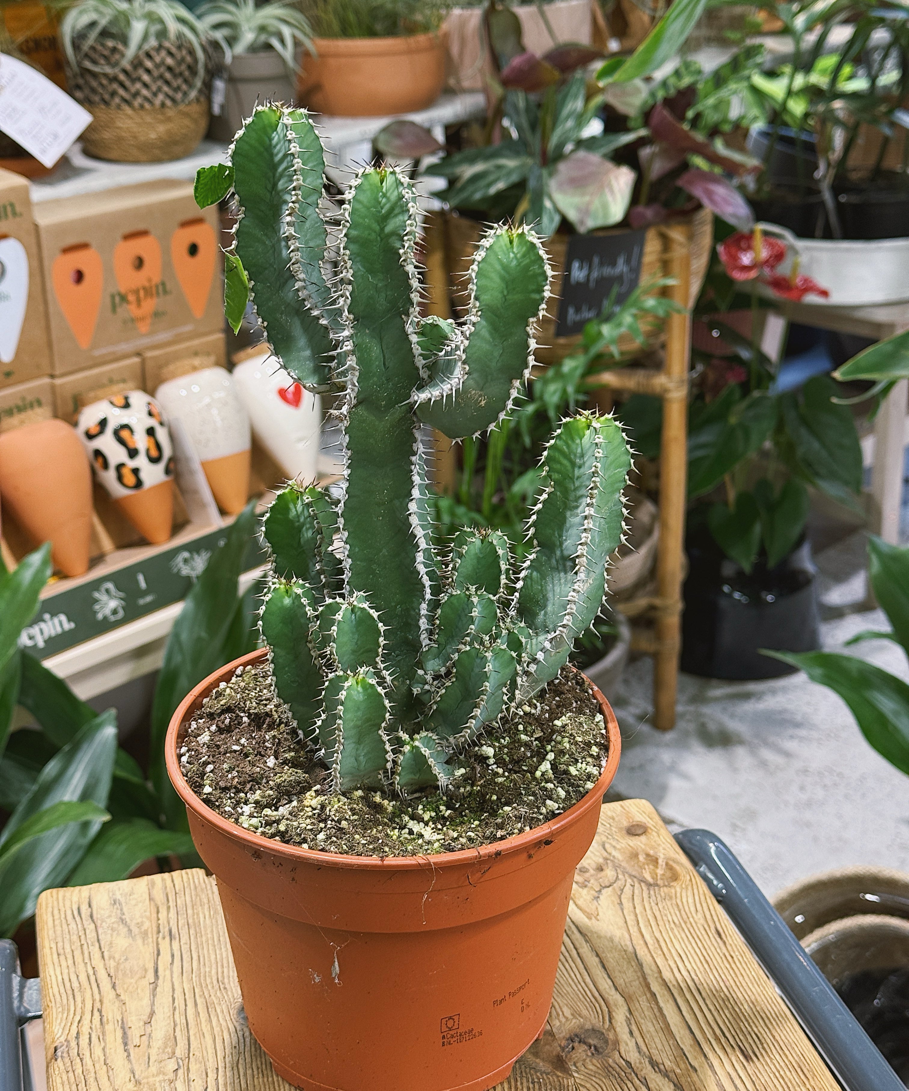 Euphorbiapolyacantha1.jpg