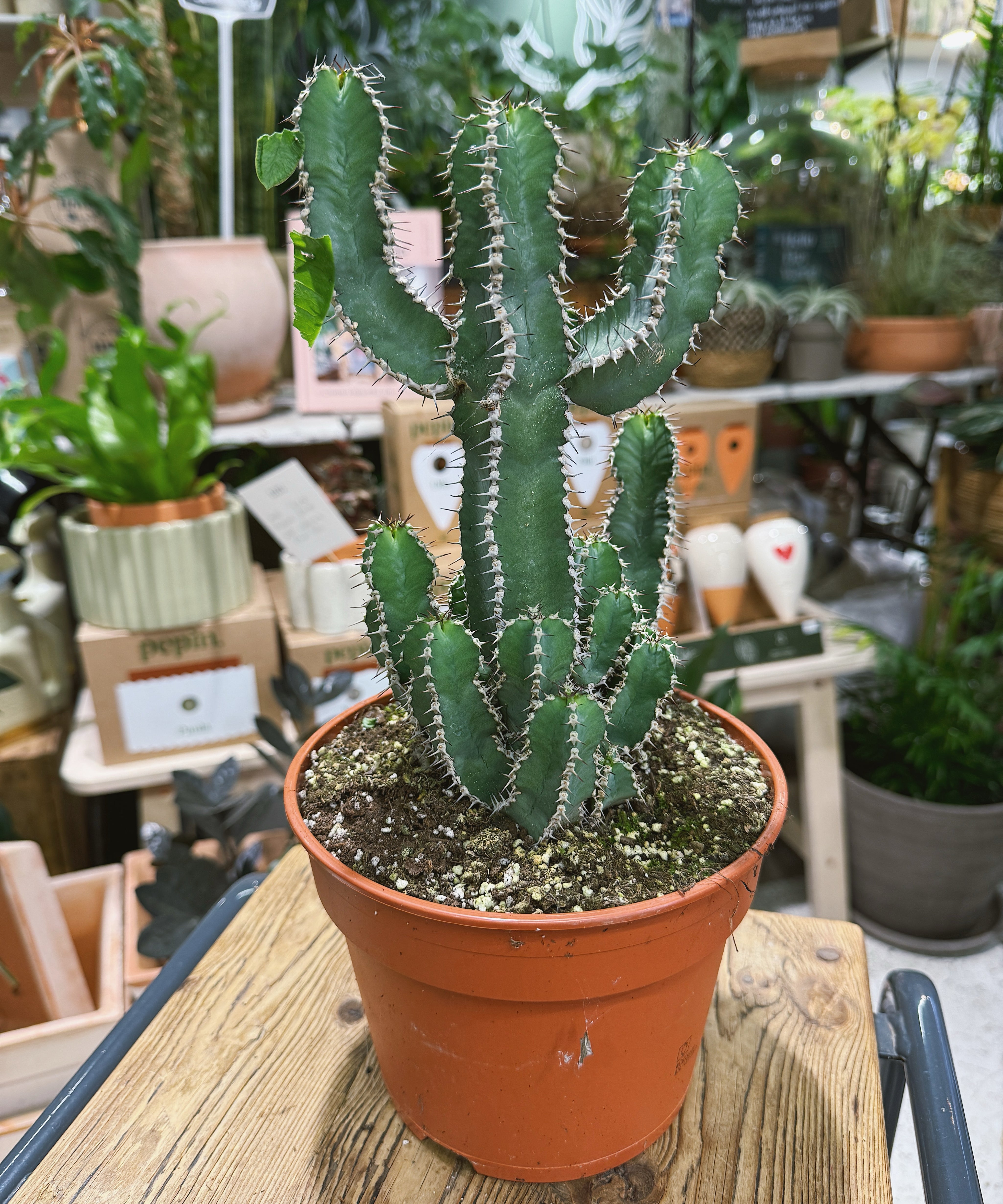 Euphorbiapolyacantha2.jpg