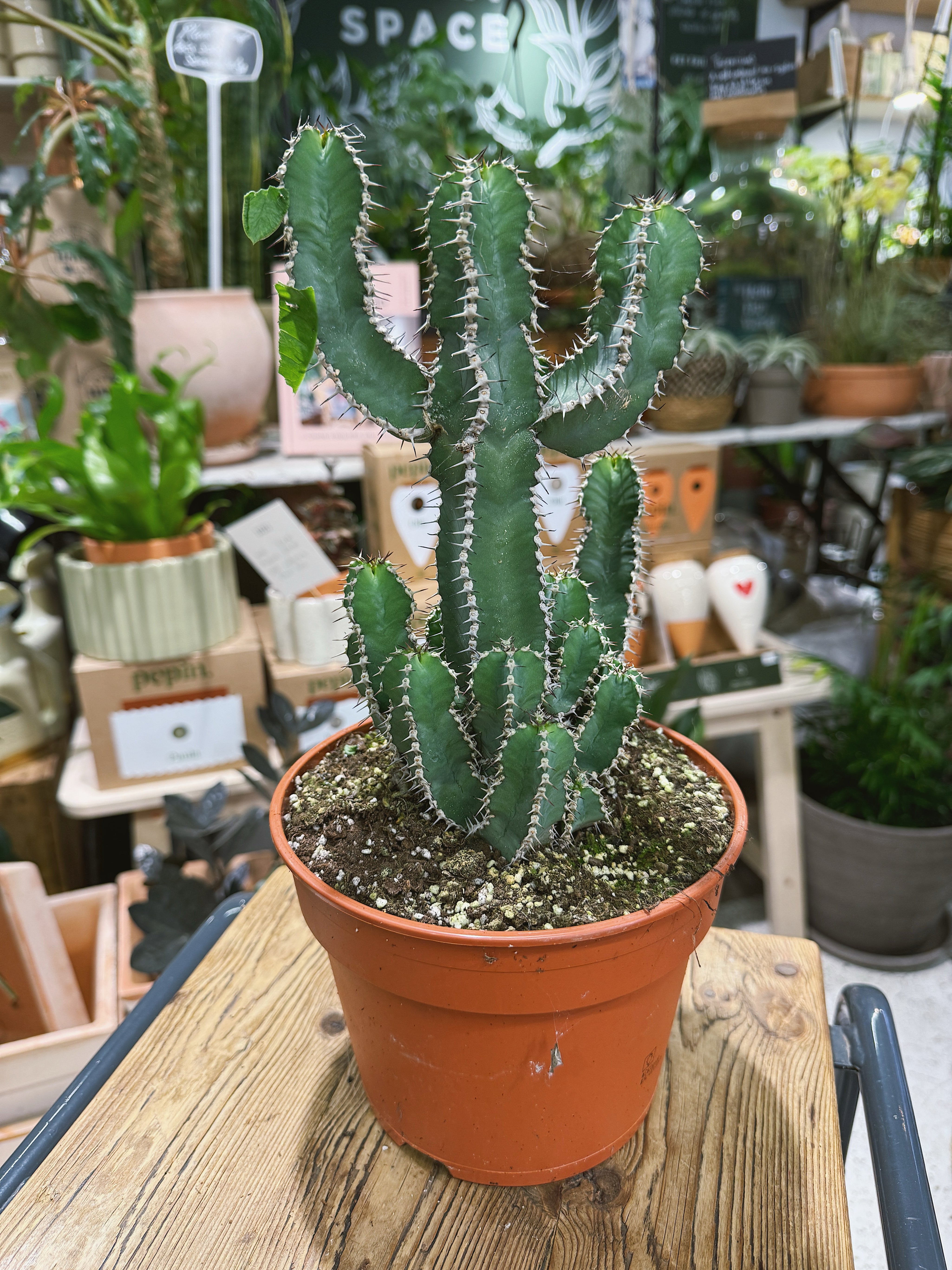 Euphorbia polyacantha | a sculptural, spine-ribbed succulent with candelabra branches