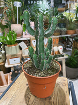 Euphorbia polyacantha | a sculptural, spine-ribbed succulent with candelabra branches