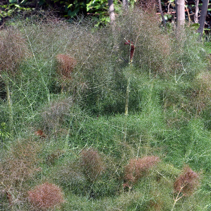 The Every Space Foeniculum Vulgare or Bronze Fennel seed packet of 150 seeds by Piccolo