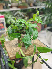 Ficus Sagittata 'Radicans Green'