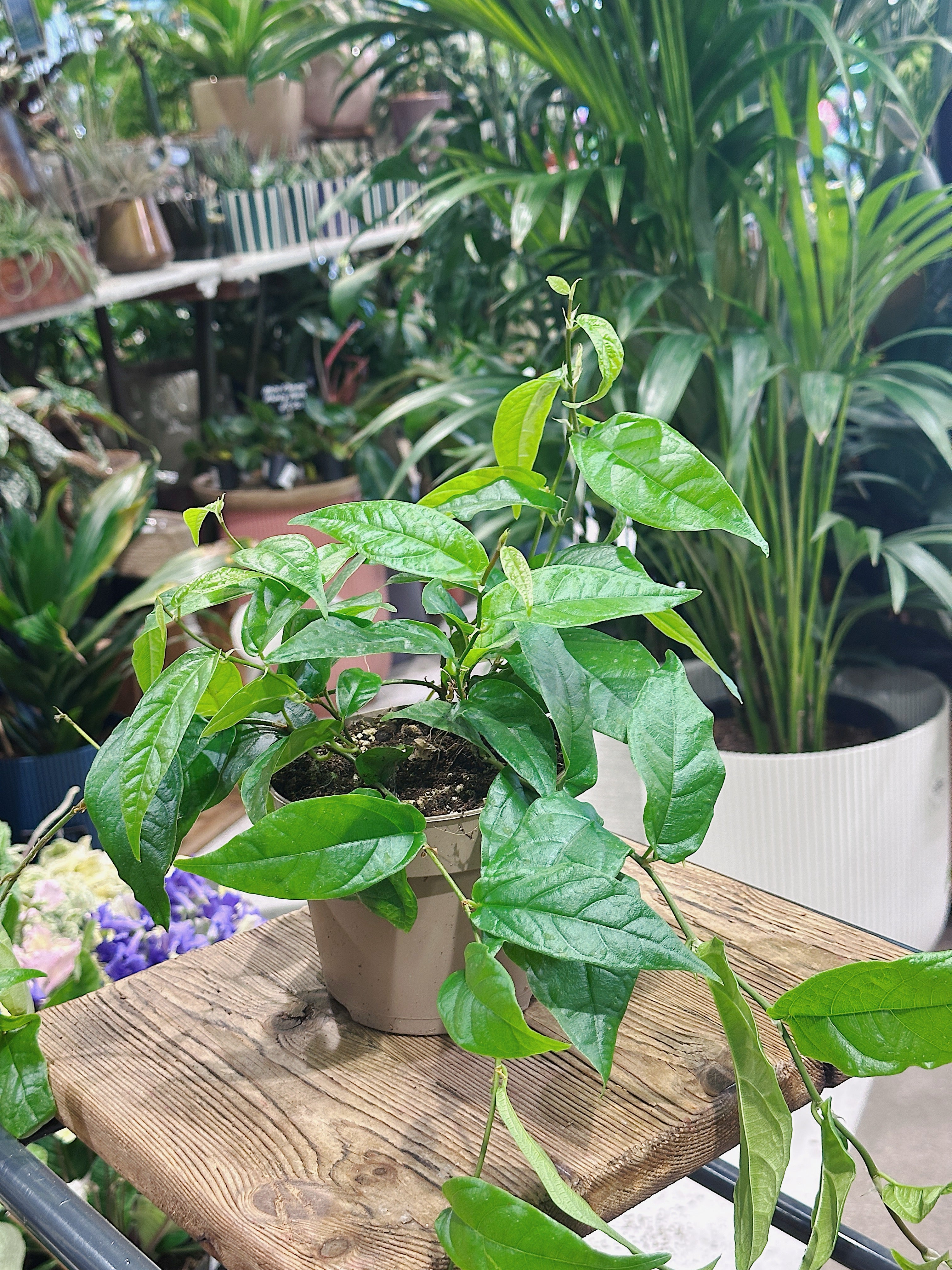 Ficus Sagittata 'Radicans Green'