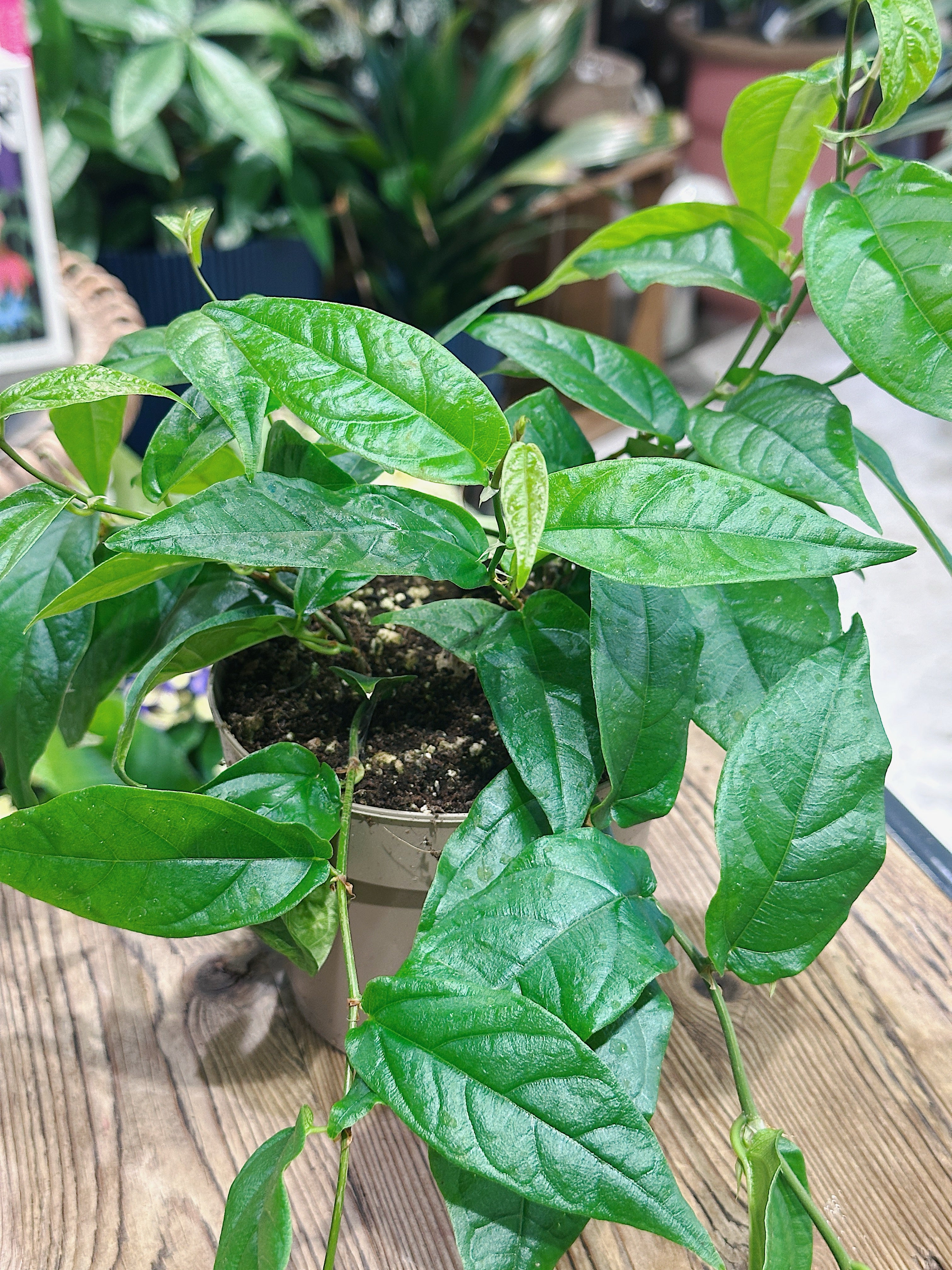 Ficus Sagittata 'Radicans Green'