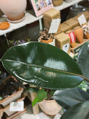 Rubber Plant | Ficus elastica 'Abidjan', dramatic near black glossy leaves