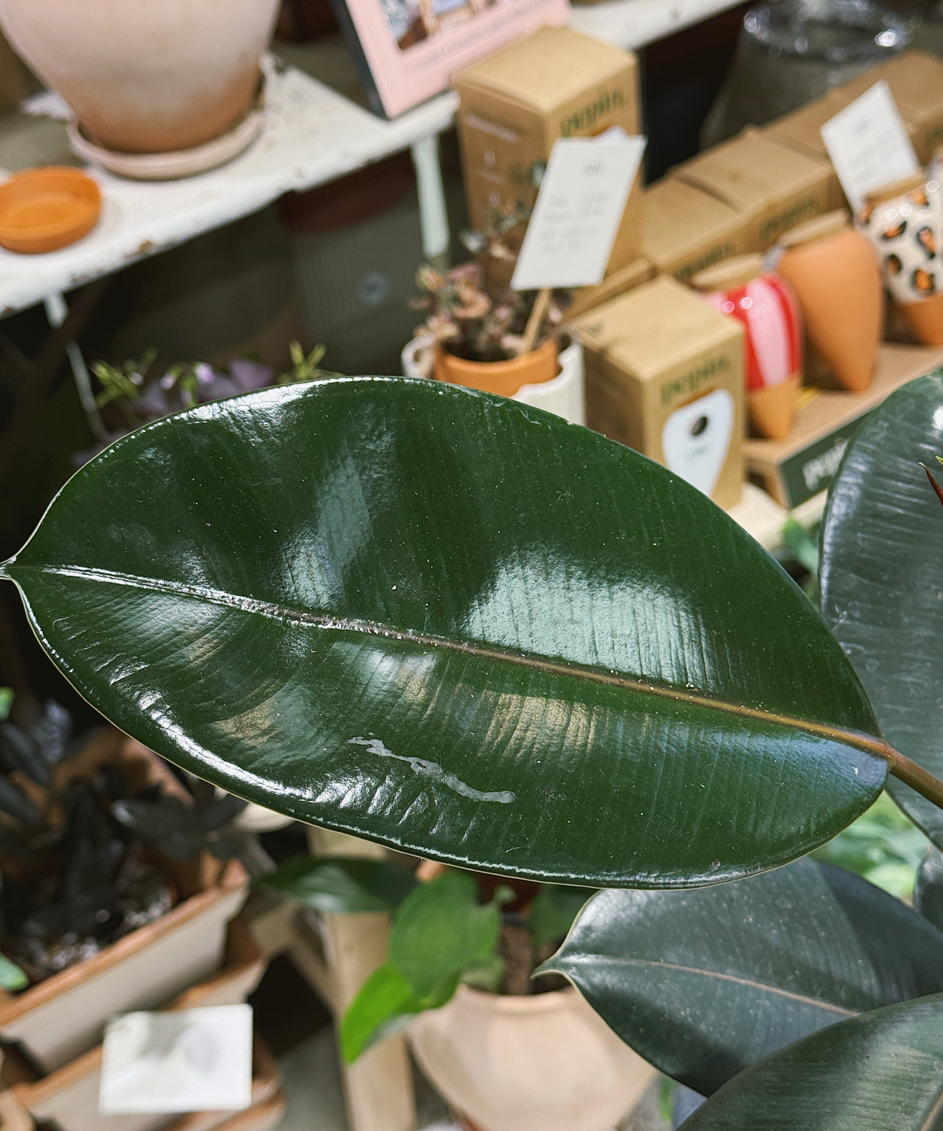 Ficus_elastica_Abidjan.jpg