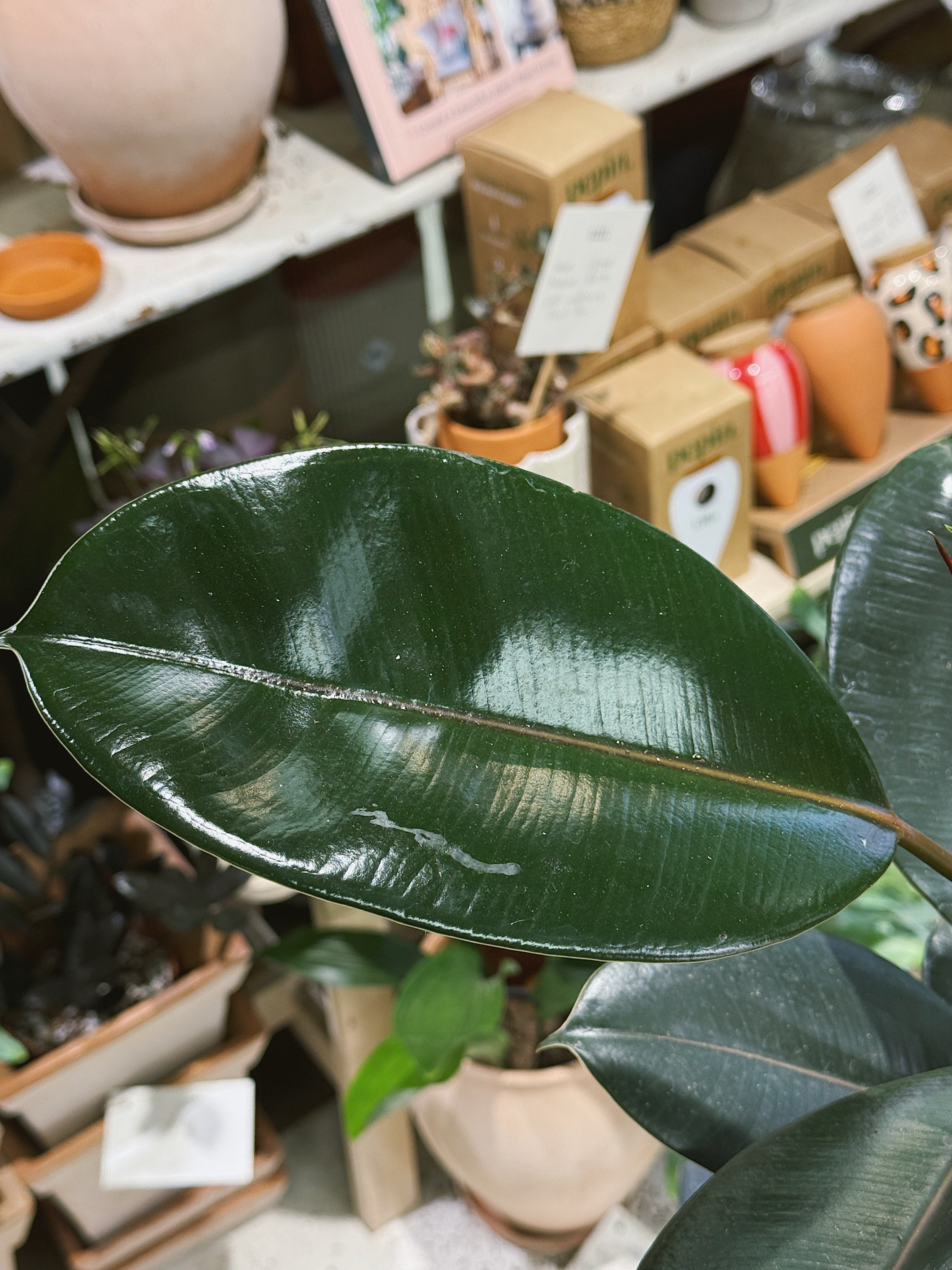 Rubber Plant | Ficus elastica 'Abidjan', dramatic near black glossy leaves