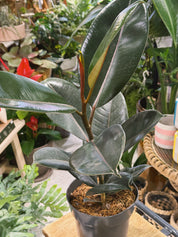 Rubber Plant | Ficus elastica 'Abidjan', dramatic near black glossy leaves