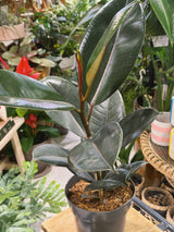 Rubber Plant | Ficus elastica 'Abidjan', dramatic near black glossy leaves