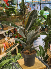Rubber Plant | Ficus elastica 'Abidjan', dramatic near black glossy leaves