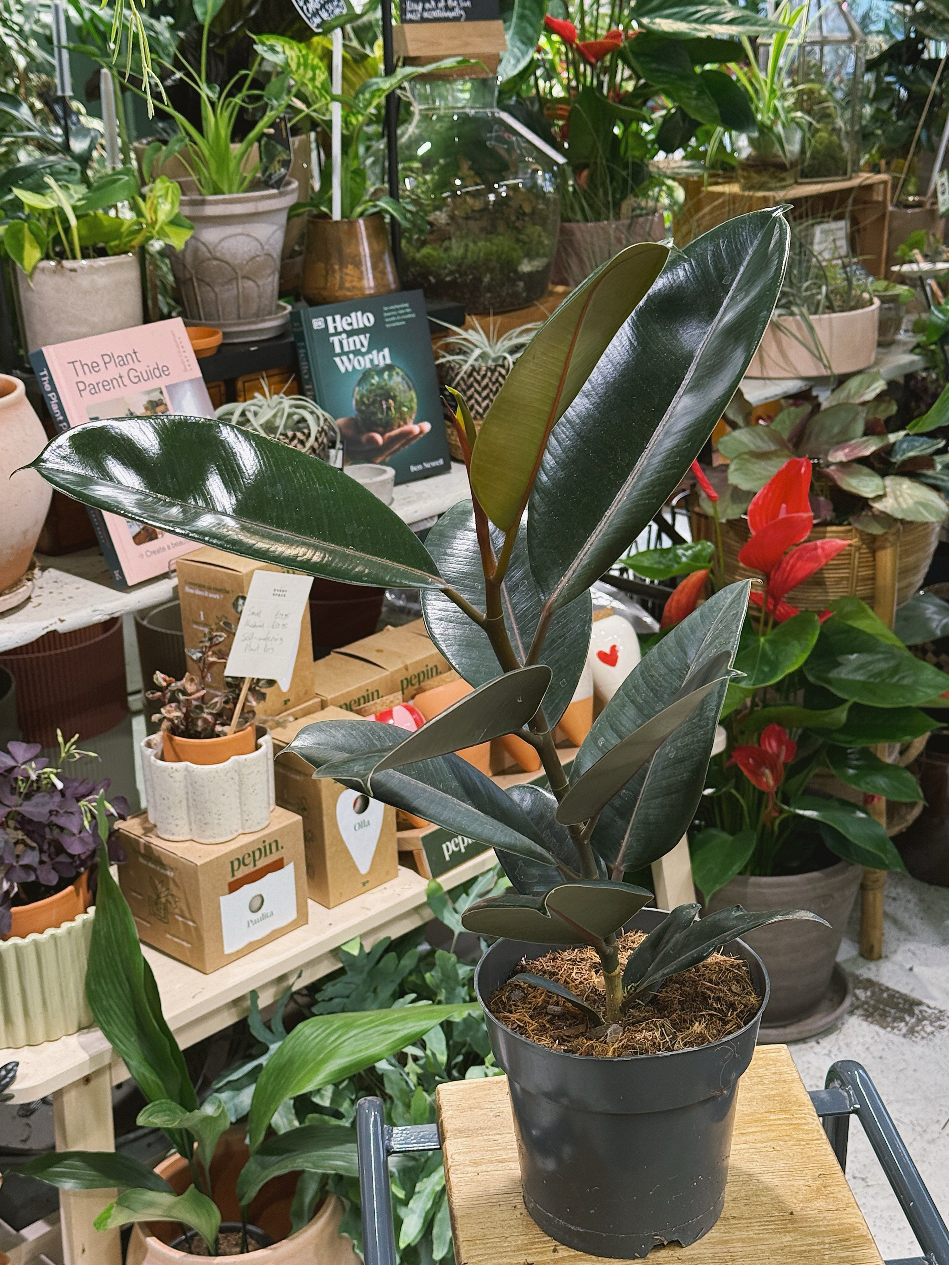 Rubber Plant | Ficus elastica 'Abidjan', dramatic near black glossy leaves