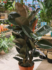 Rubber Plant | Ficus elastica 'Abidjan', dramatic near black glossy leaves