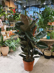 Rubber Plant | Ficus elastica 'Abidjan', dramatic near black glossy leaves