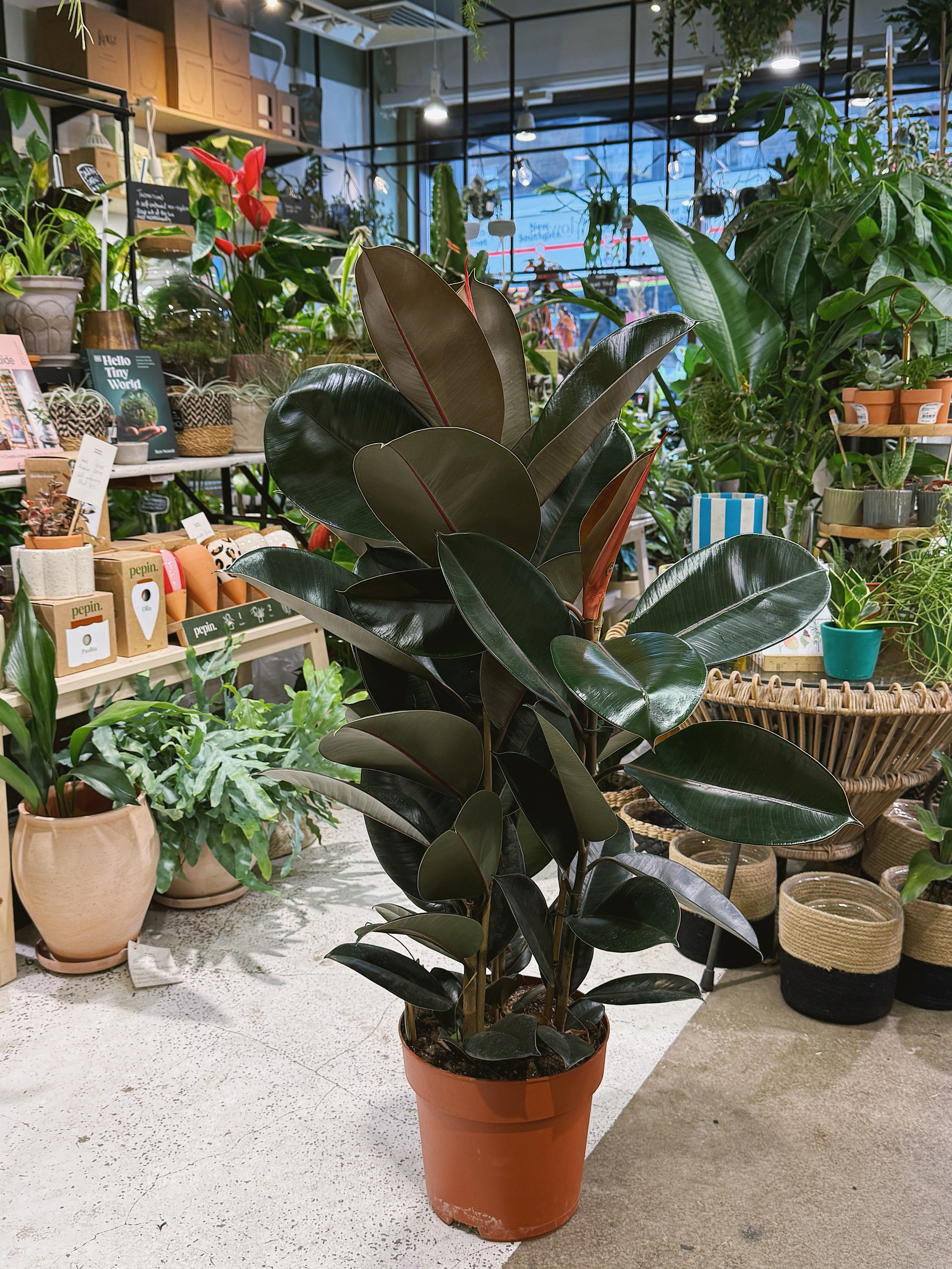 Rubber Plant | Ficus elastica 'Abidjan', dramatic near black glossy leaves