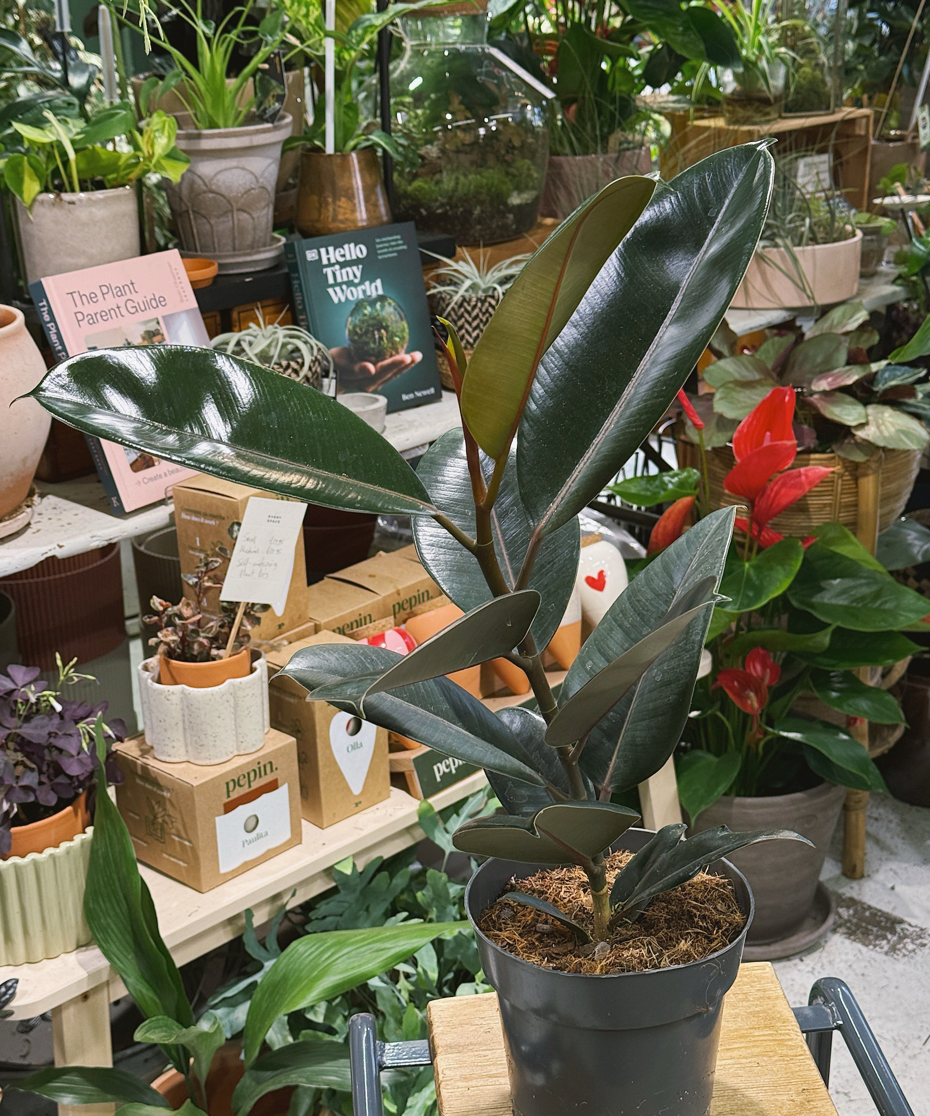 Ficuselastica_Abidjan_3.jpg