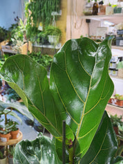 Fiddle Leaf Fig | Ficus lyrata and lyrata 'Bambino'