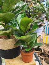 Fiddle Leaf Fig | Ficus lyrata and lyrata 'Bambino'
