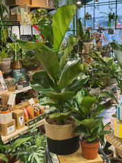 Fiddle Leaf Fig | Ficus lyrata and lyrata 'Bambino'