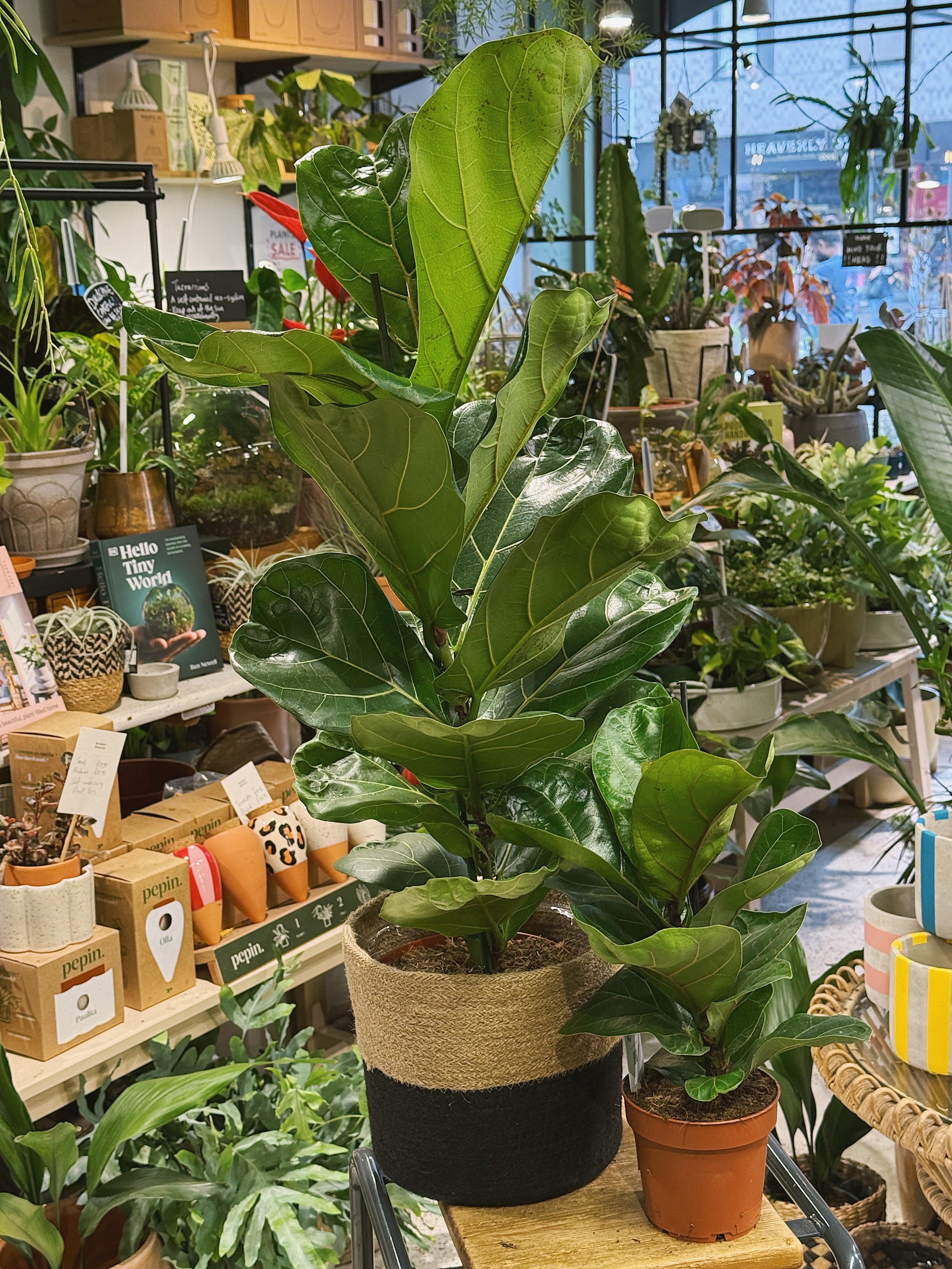 Fiddle Leaf Fig | Ficus lyrata and lyrata 'Bambino'