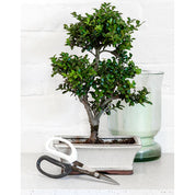 Japanese Pruning Scissors