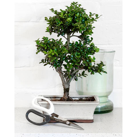 Japanese Pruning Scissors