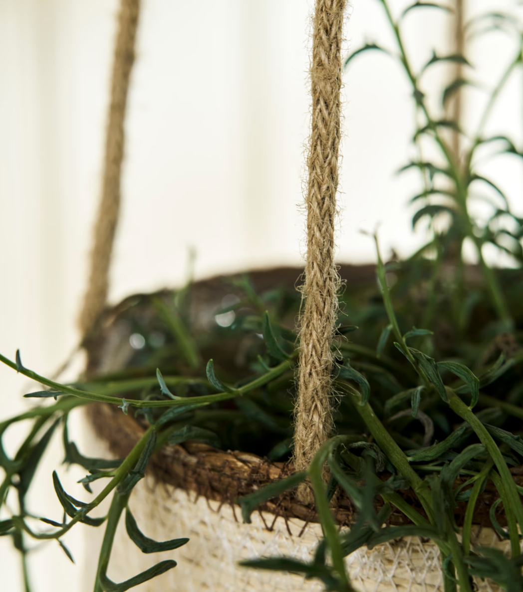 Hanging plant with a woven basket against a blurred indoor background
