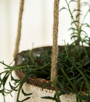 Hanging plant with a woven basket against a blurred indoor background