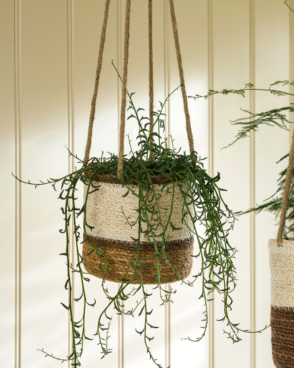 Hanging planters with greenery against a neutral wall