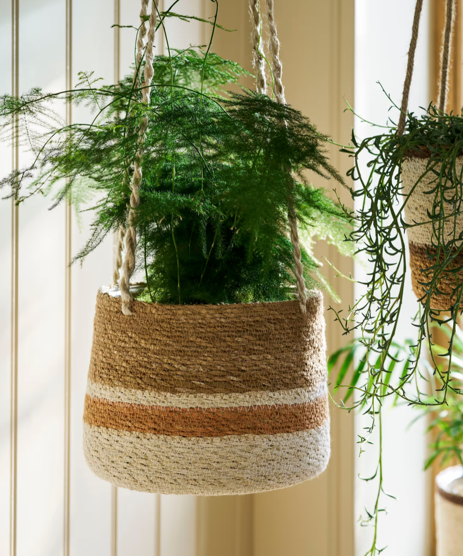 Hanging plant in a woven basket against a neutral background