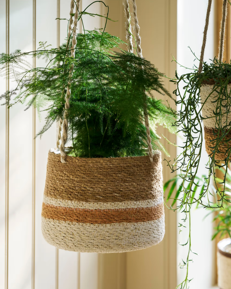 Hanging plant in a woven basket against a neutral background