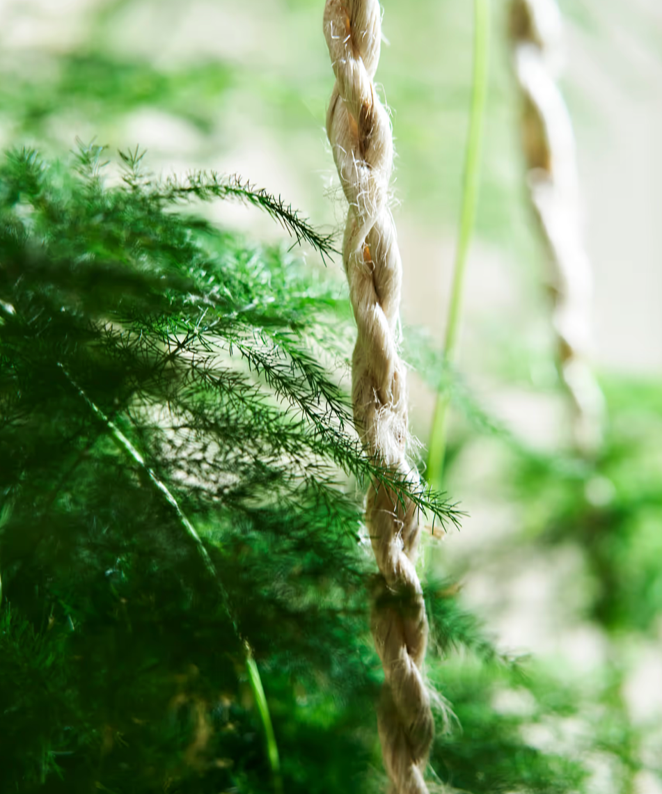 Close-up of a rope hanging among green foliage
