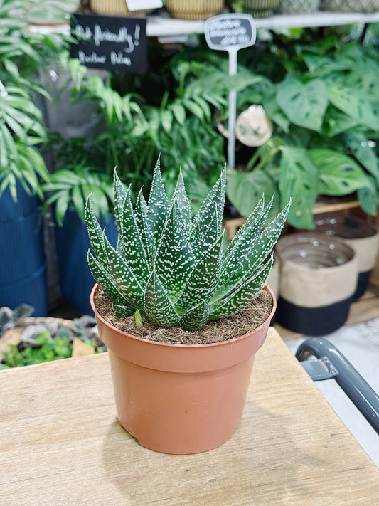 Gasteia Beguinnii